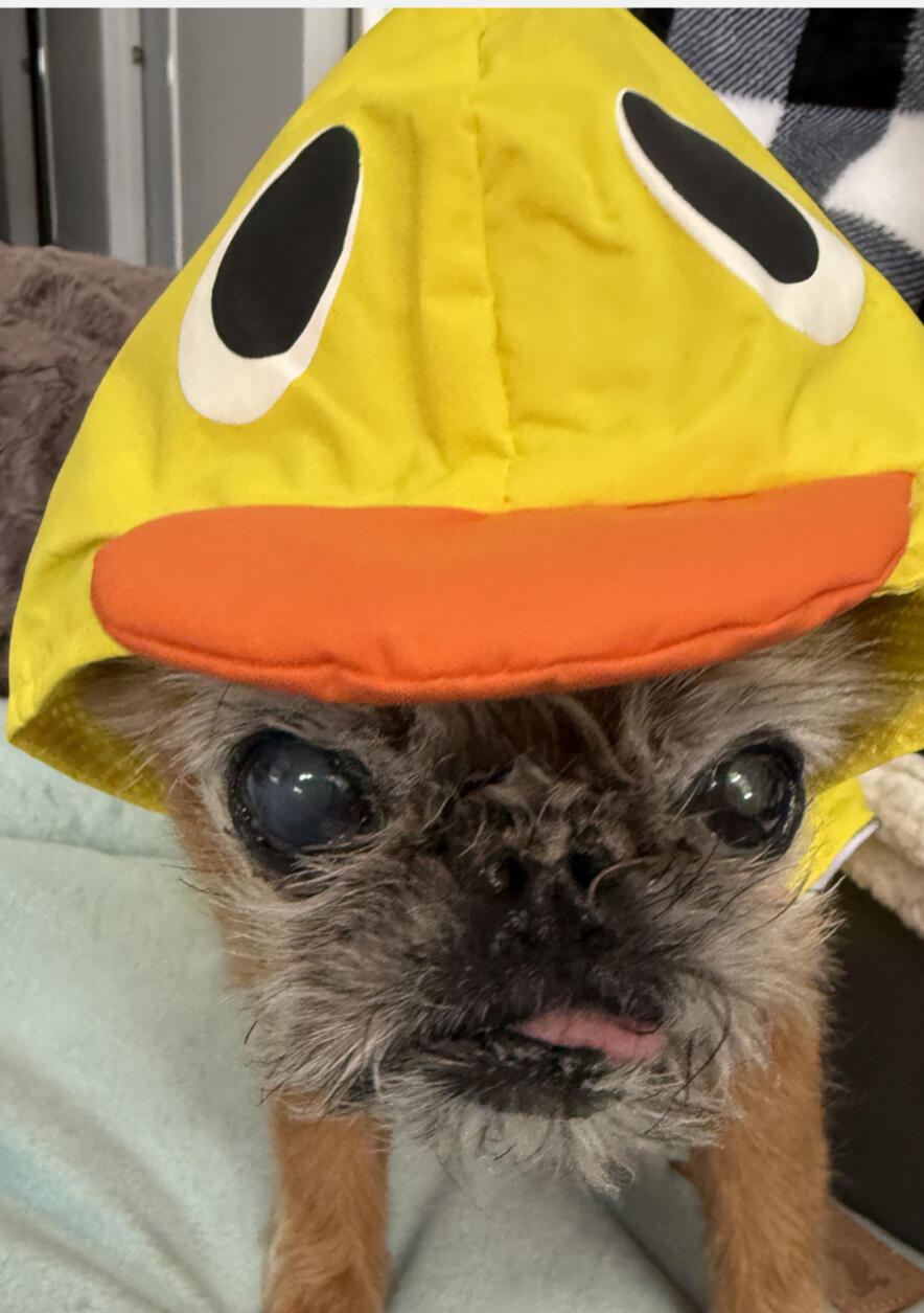 Pumpkin ready for April showers. Steals the show at April 2026 guild meeting. Pumpkin ready for April showers. Steals the show at April 2026 guild meeting.